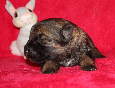 CHIOT gris/fauve charbonné