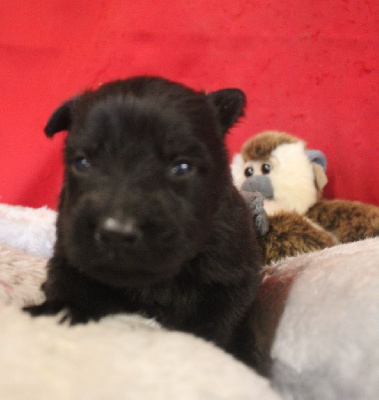 CHIOT