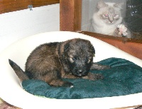 CHIOT