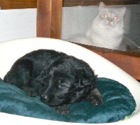 CHIOT