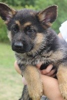 CHIOT