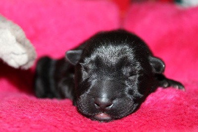 CHIOT noire