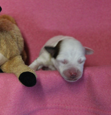 CHIOT