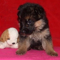 CHIOT