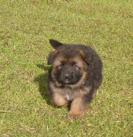 CHIOT poil long
