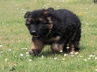 CHIOT