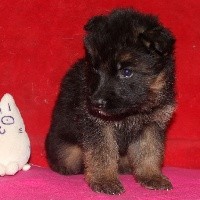 CHIOT poil long