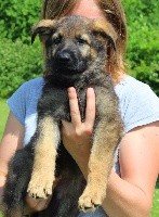 CHIOT fauve charbonné