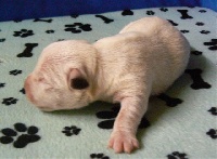 CHIOT blanc et fauve
