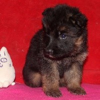 CHIOT à poil long