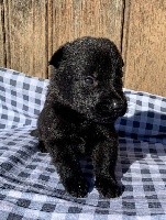 CHIOT noir