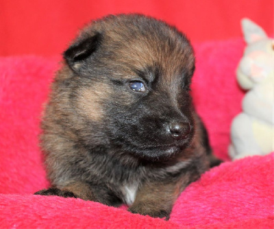 CHIOT gris/fauve charbonné
