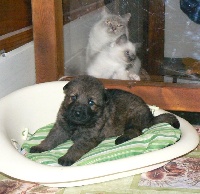 CHIOT