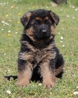 CHIOT