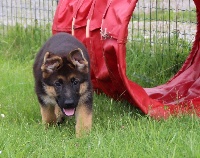 CHIOT