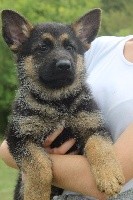 CHIOT