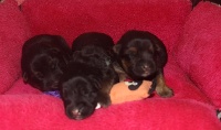 CHIOT