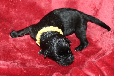 CHIOT noir