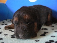 CHIOT poil long