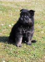 CHIOT noir et fauve