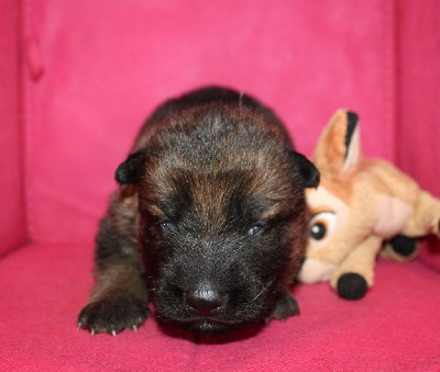 CHIOT