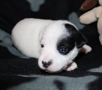 CHIOT collier rouge