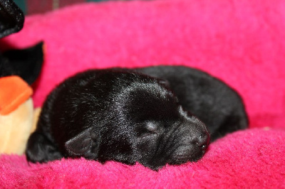 CHIOT tout noir