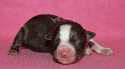 CHIOT rouge tricolore