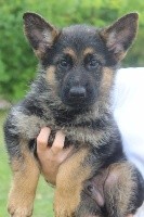 CHIOT