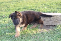 Chienne à poil court