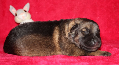 CHIOT fauve charonné
