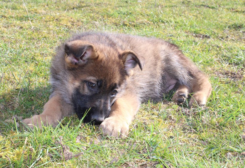 CHIOT