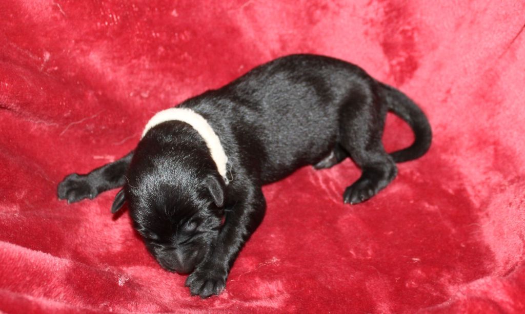Du normont - Chiots disponibles - Berger Allemand