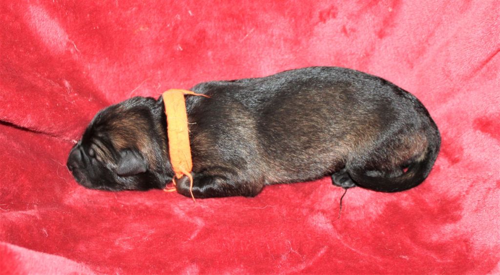 Du normont - Chiots disponibles - Berger Allemand