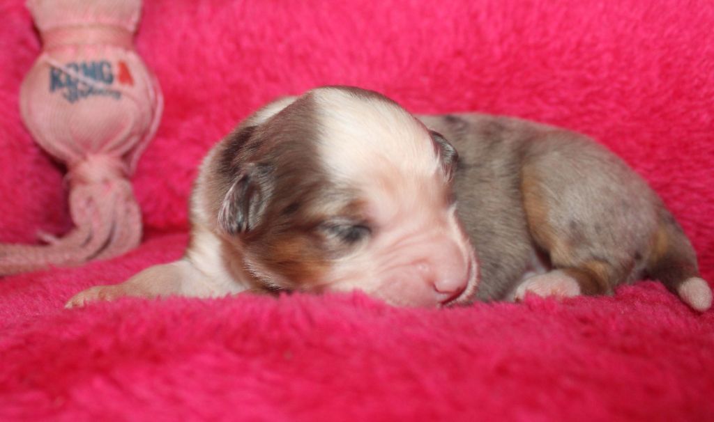 Du normont - Chiots disponibles - Berger Américain Miniature 