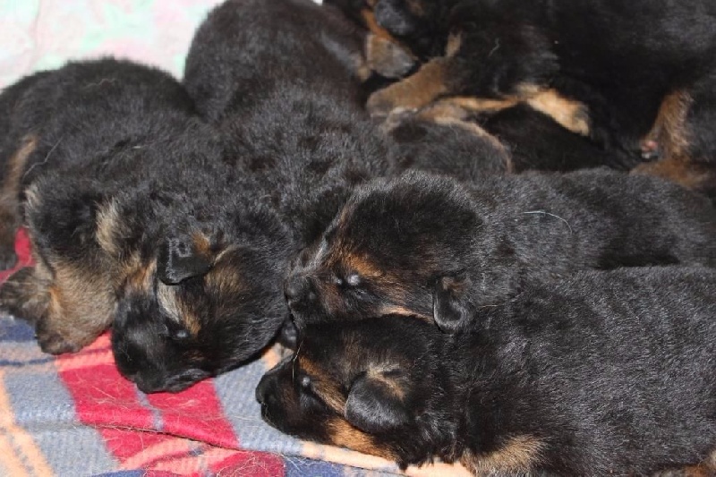 Chiot Berger Allemand Du normont