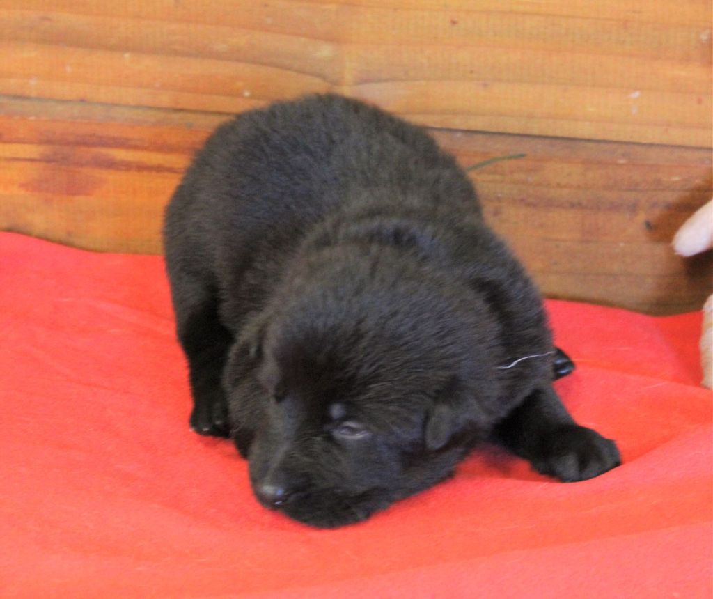 Du normont - Chiots disponibles - Berger Allemand
