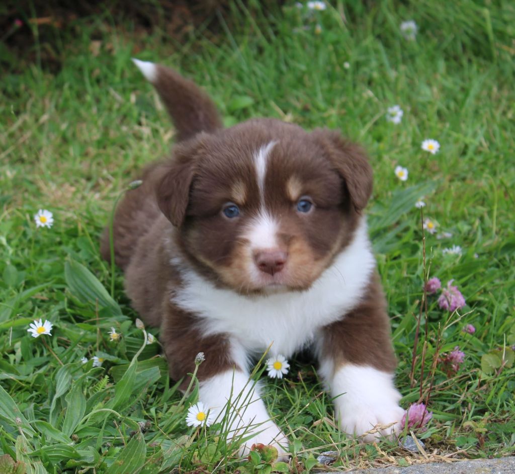 Du normont - Chiots disponibles - Berger Américain Miniature 