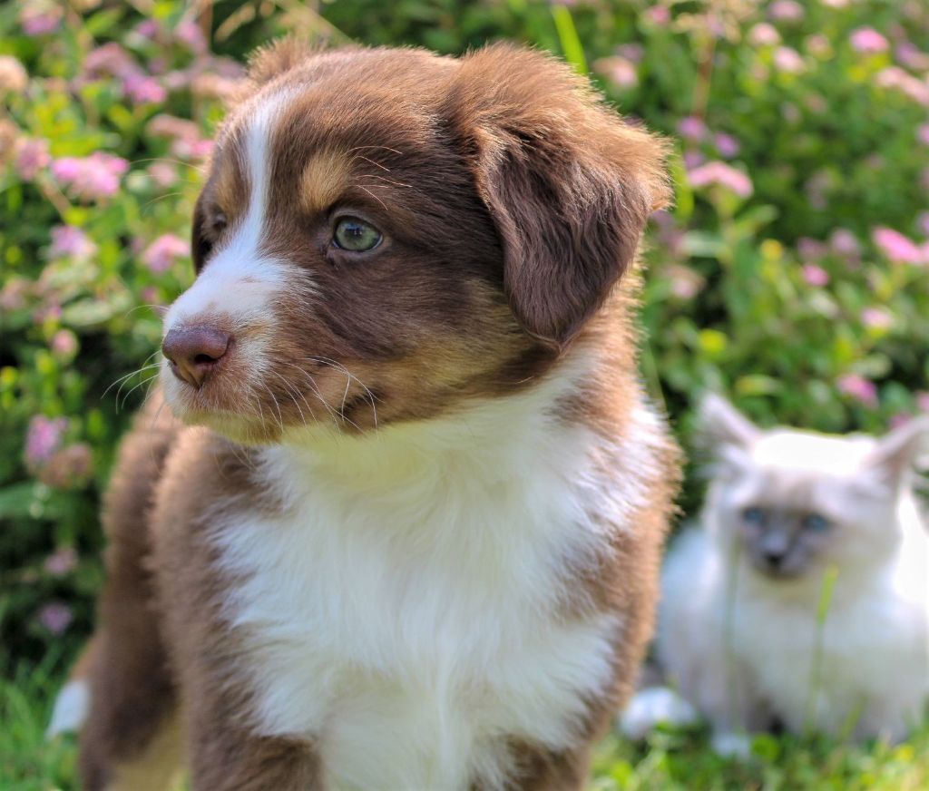Du normont - Chiots disponibles - Berger Américain Miniature 