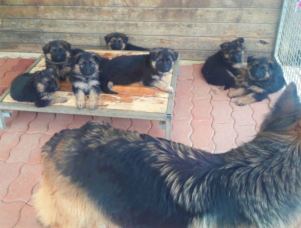 Chiot Berger Allemand Poil Long Du normont