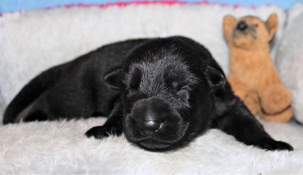 Du normont - Chiots disponibles - Berger Allemand