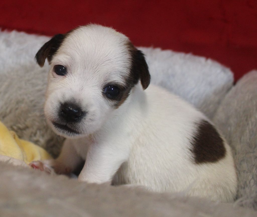 Du normont - Chiots disponibles - Jack Russell Terrier
