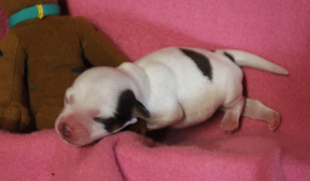 Du normont - Chiots disponibles - Jack Russell Terrier