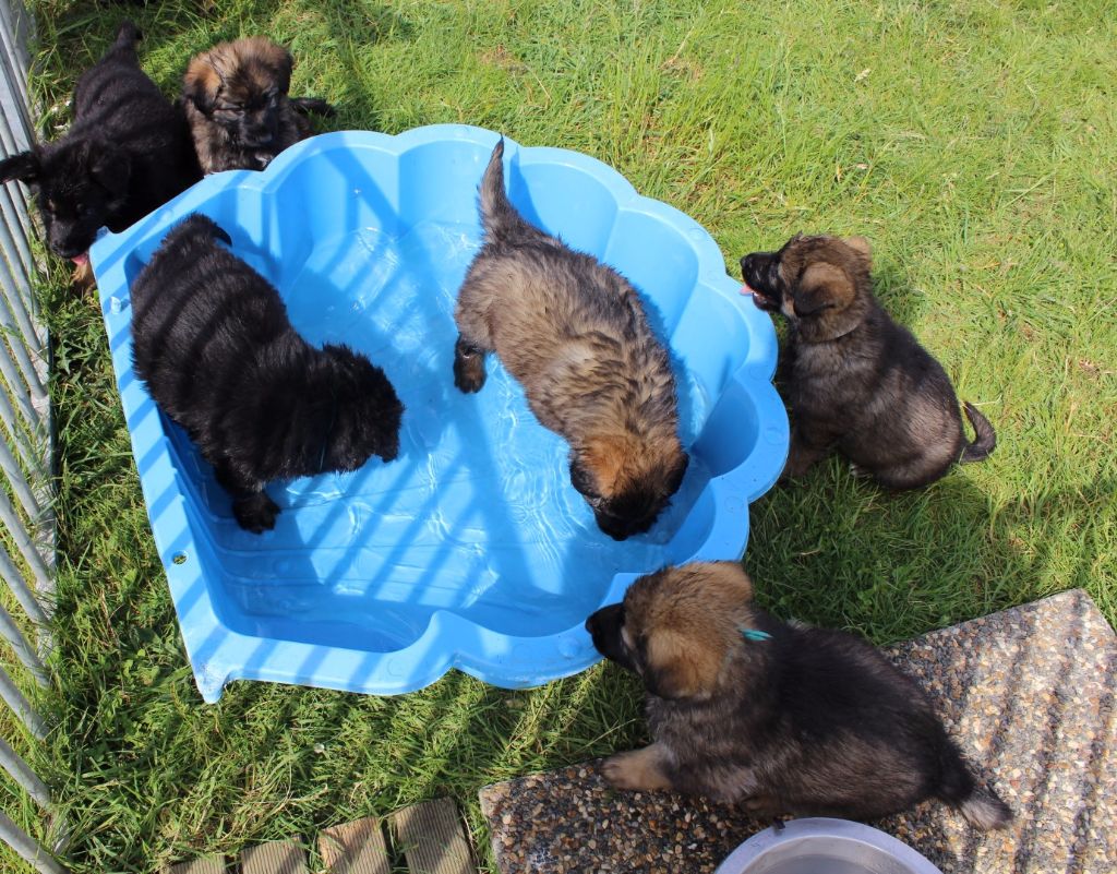Chiot Berger Allemand Du normont