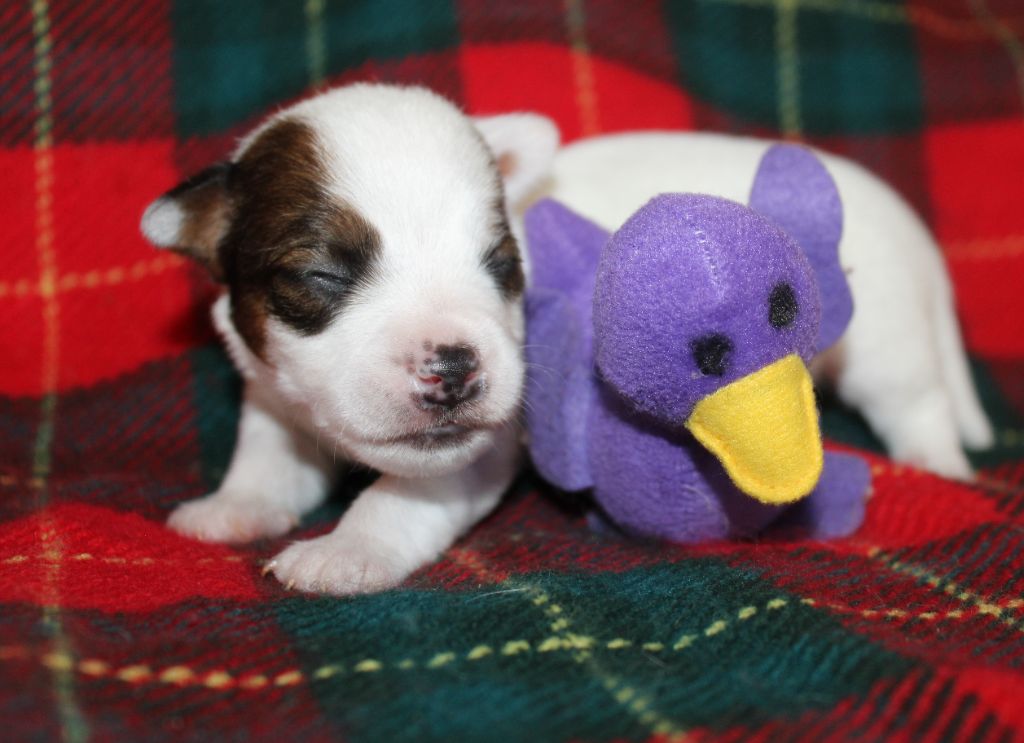 Du normont - Chiots disponibles - Jack Russell Terrier