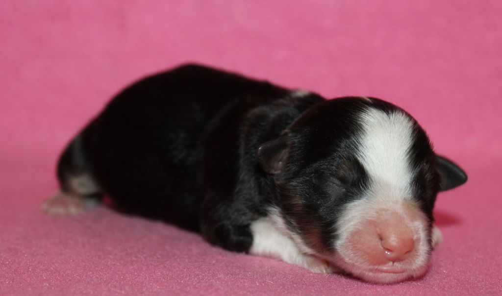 Du normont - Chiots disponibles - Berger Américain Miniature 