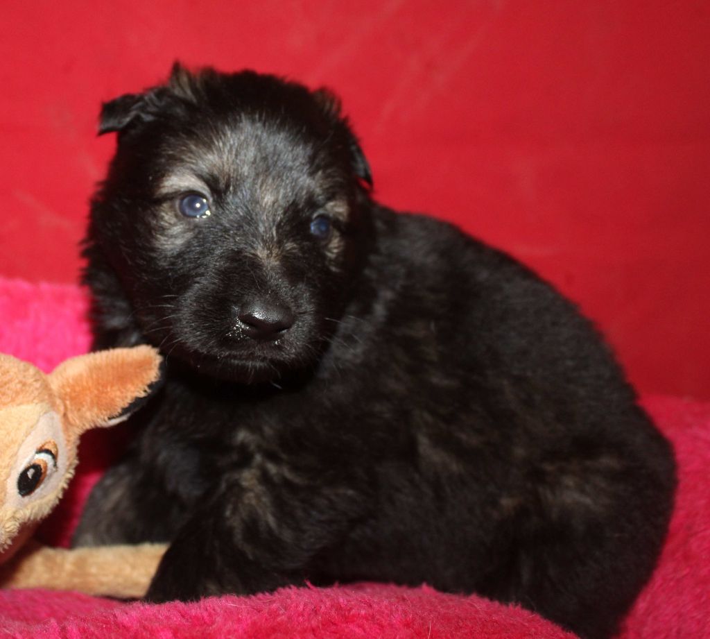 Du normont - Chiots disponibles - Berger Allemand Poil Long