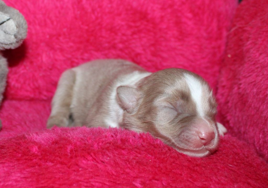 Du normont - Chiots disponibles - Berger Américain Miniature 