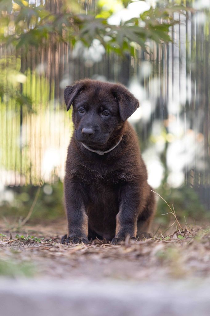 Du normont - Chiots disponibles - Berger Allemand