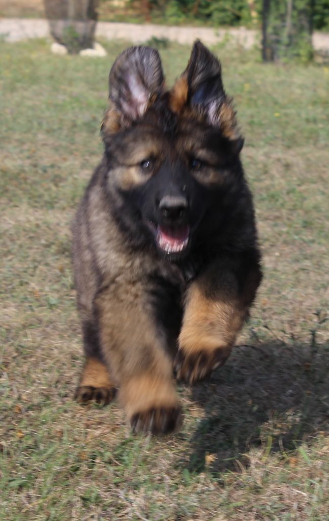 Chiot Berger Allemand Du normont